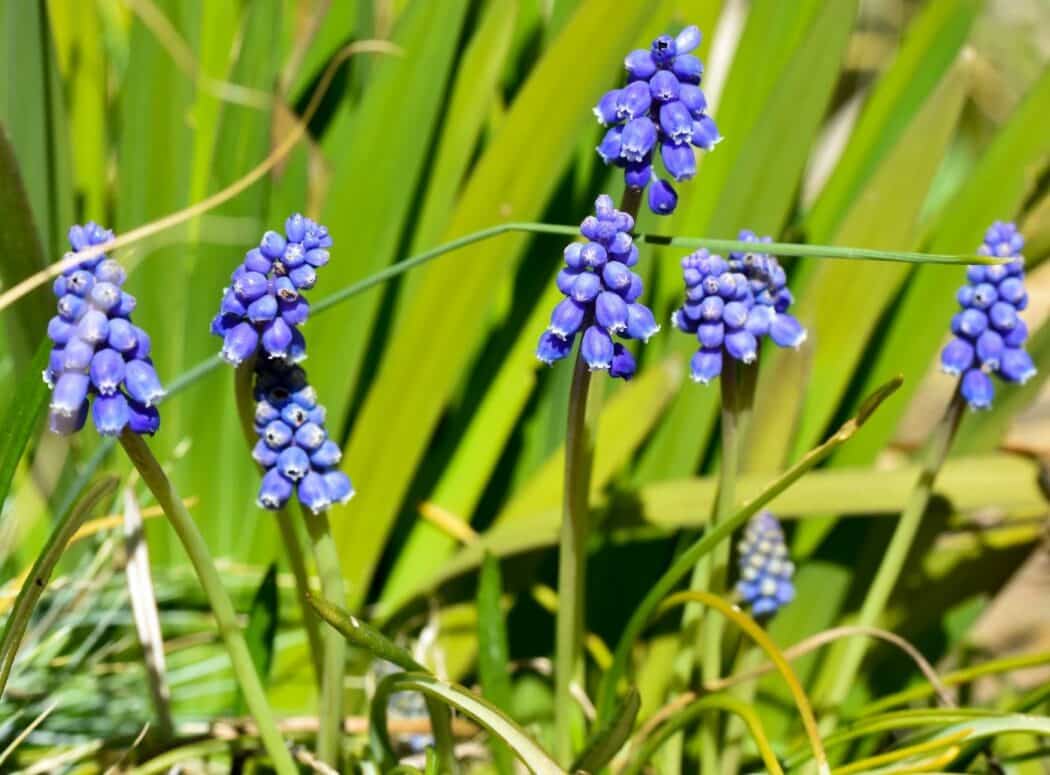 July and August in Otago