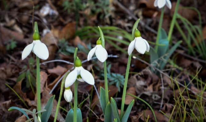 Brave snowdrops