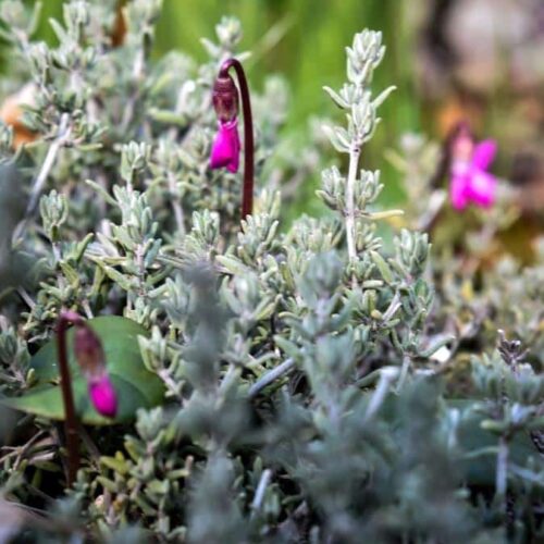 Charming cyclamen