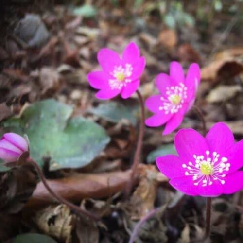 Delightful hepatica