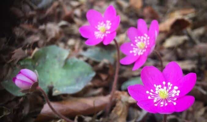 Delightful hepatica