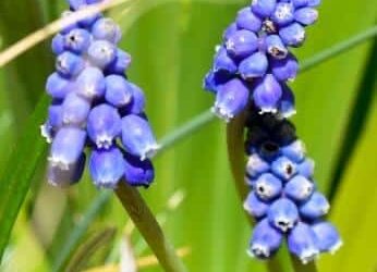 Muscari