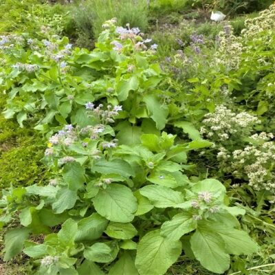 Borage