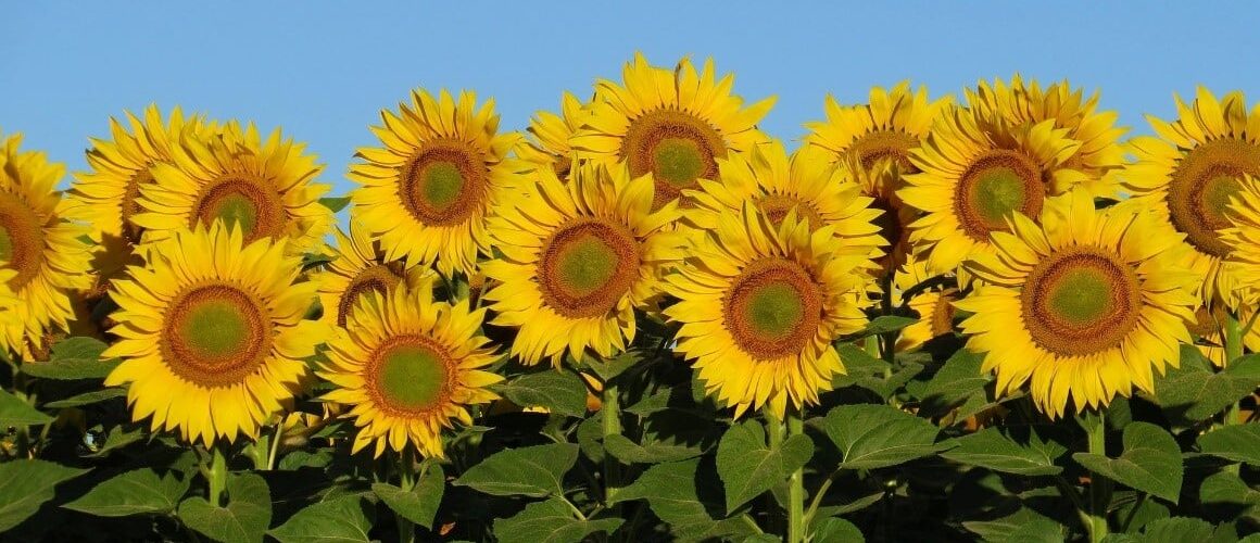 Sunflowers