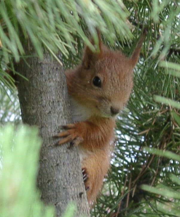 Squirrel