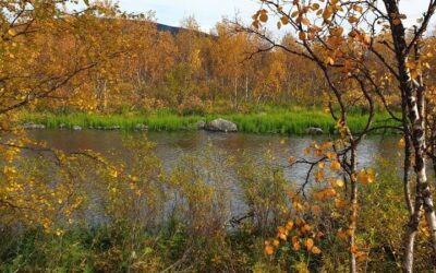 Garden in the fall