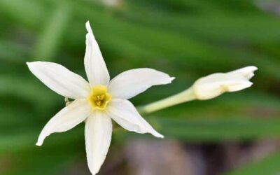 Cheerful jonquils