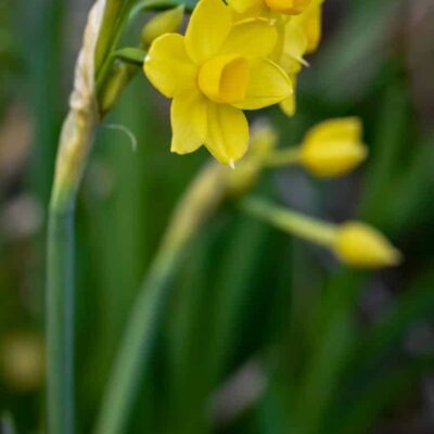 Cheerful jonquils