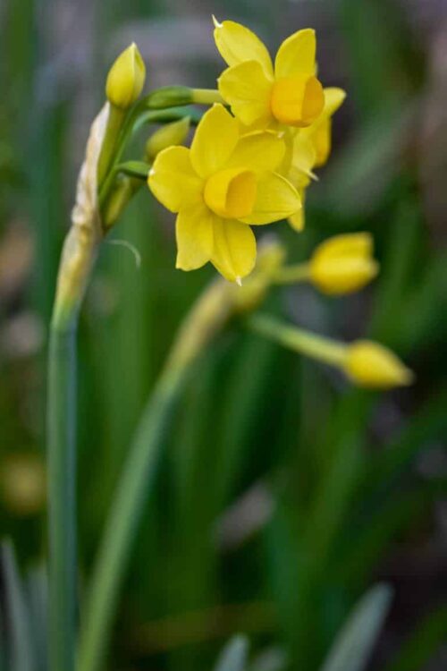 Cheerful jonquils