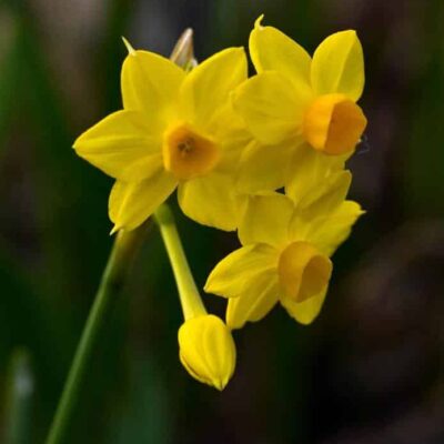 Cheerful jonquils