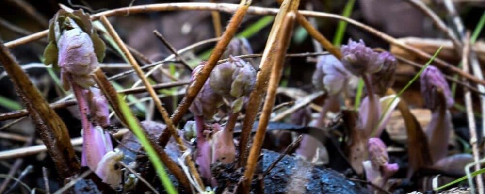 July and August in Central Otago