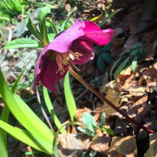 hellebores