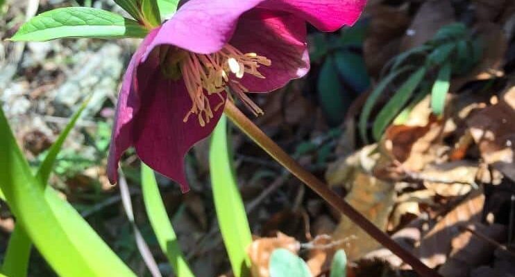 hellebores