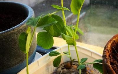 A plant in a pot