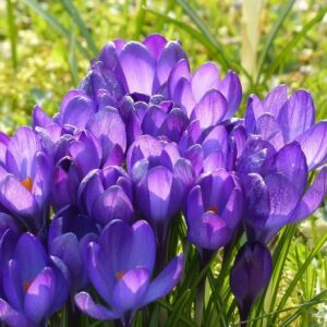 Krokus blomma Gardenize