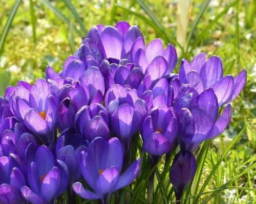 Krokus blomma Gardenize