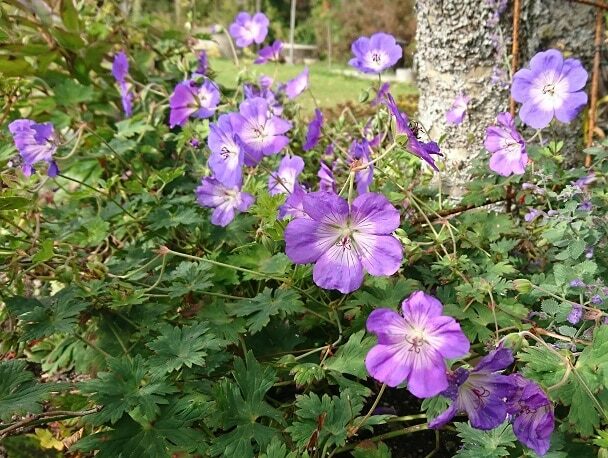 Lilac flowers