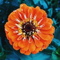 Orange flower