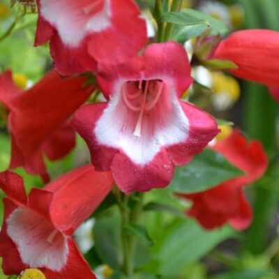 Penstemon