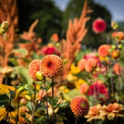 dahlias