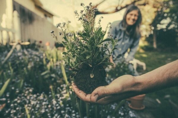 planting and sowing