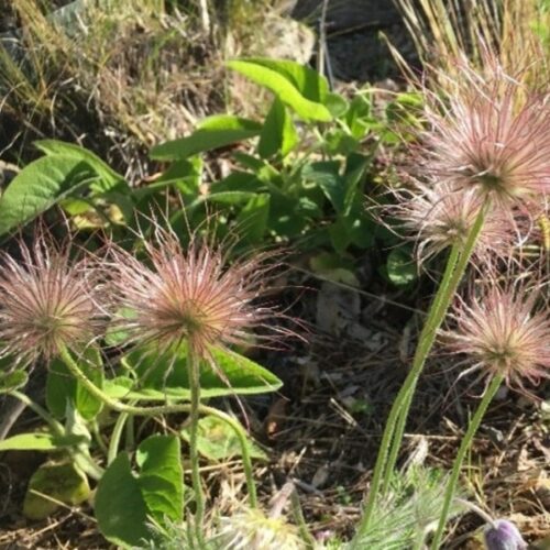 pulsatillas flowers