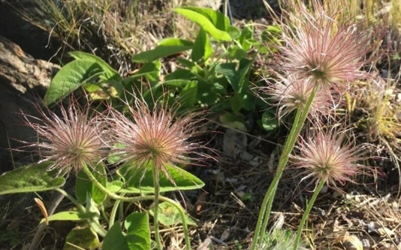 pulsatillas flowers