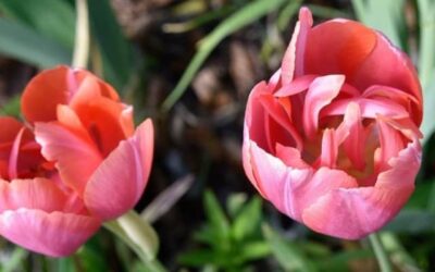 Tulip Flower Gardenize