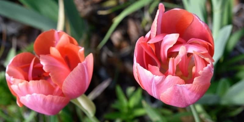 Tulip Flower Gardenize