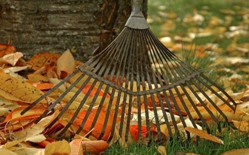 Rake leaves UK