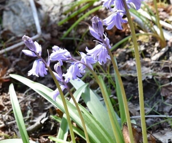 2_Bluebells_flowers_Gardenize_600x800px