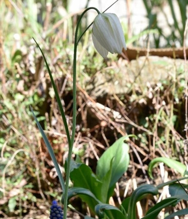 Fritillaries Gardenize