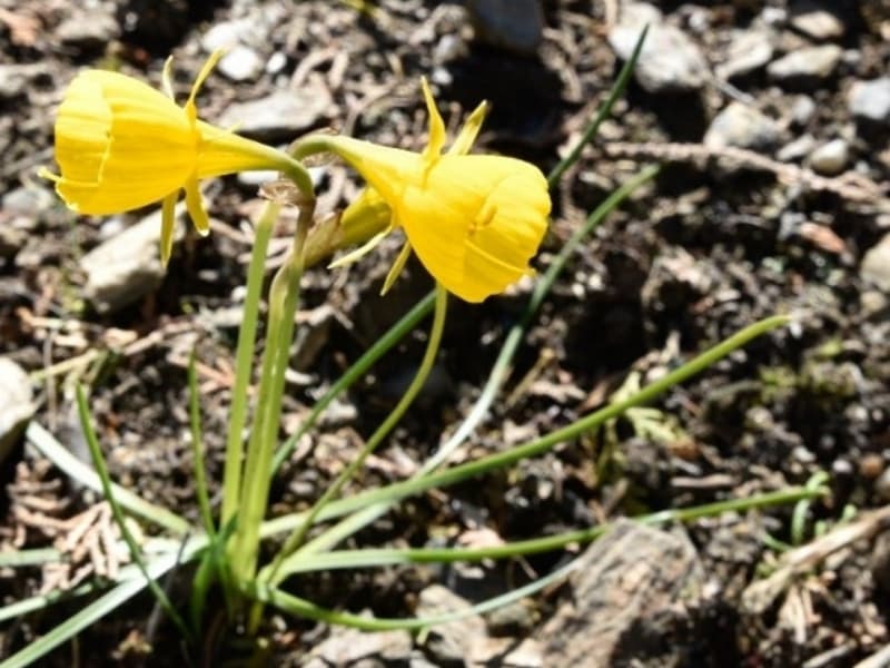 Daffodils