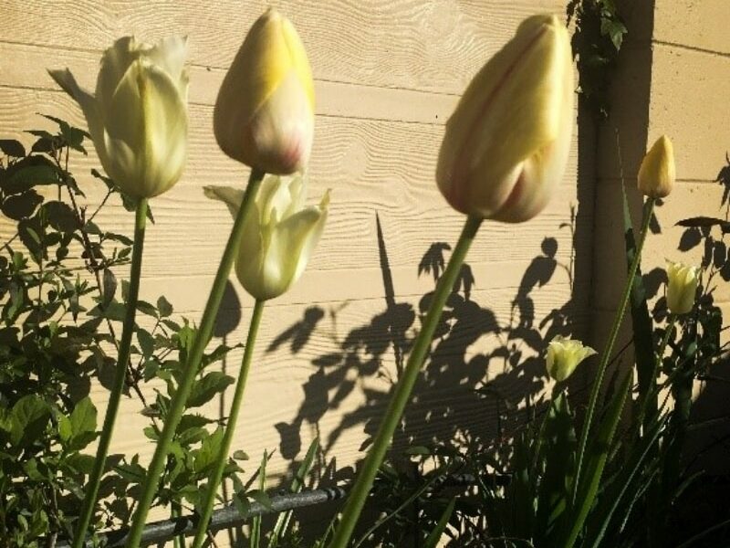 Tulips flowers