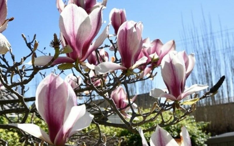 Magnolias