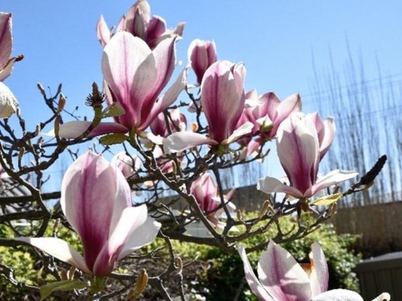 Magnolias