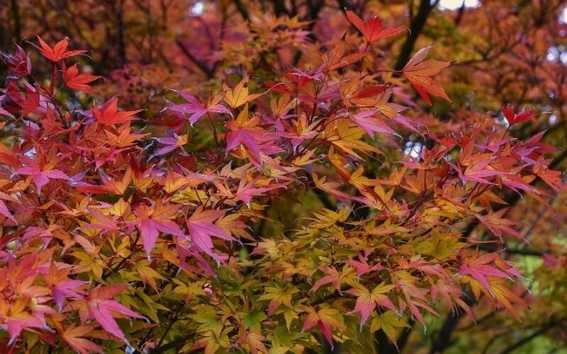 japanese maple