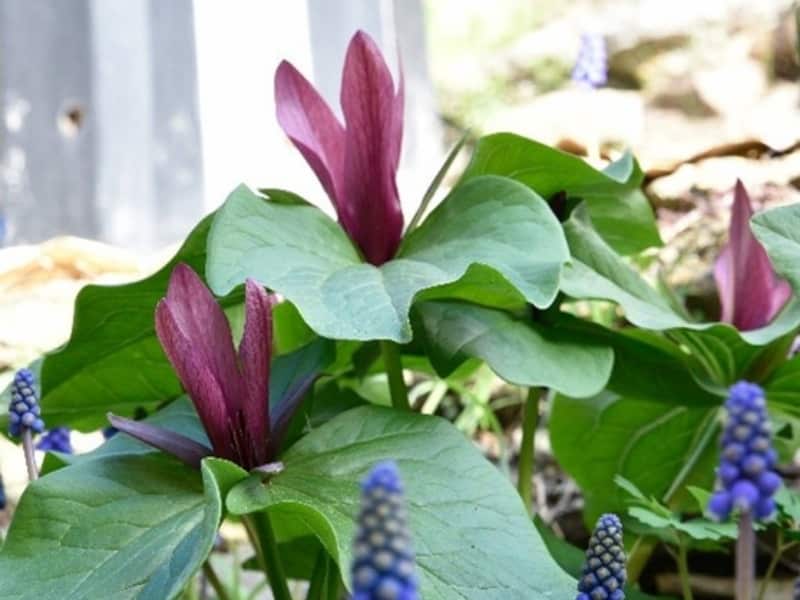 Trilliums Gardenize