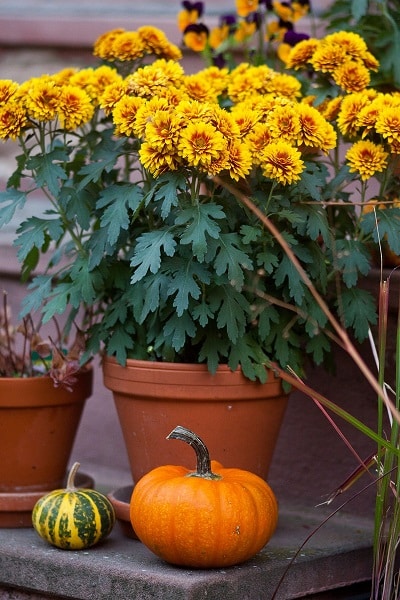 Gardening in October - UK - Gardenize