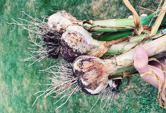 Odla egen vitlök - Gardenize - trädgårdstips