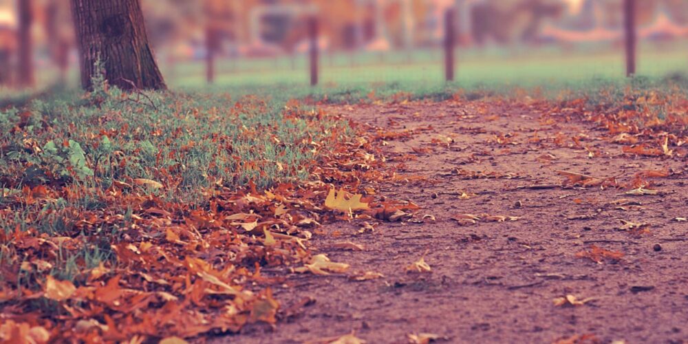 Autumn and leaves