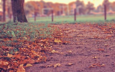 Autumn and leaves