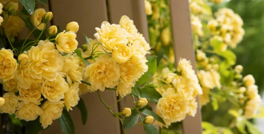 Flower yellow New Zeeland