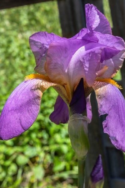 Iris Light Purple