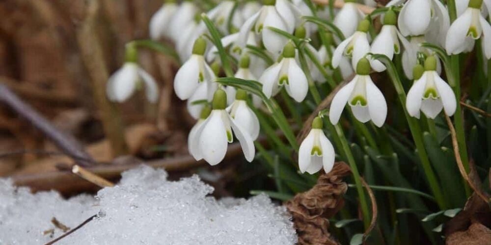 GARDENING IN THE UK IN FEBRUARY