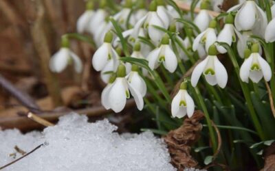 GARDENING IN THE UK IN FEBRUARY