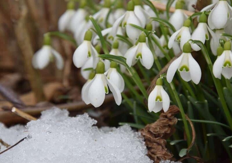 GARDENING IN THE UK IN FEBRUARY