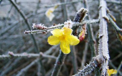 GARDENING IN THE UK IN FEBRUARY