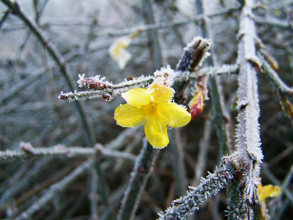 GARDENING IN THE UK IN FEBRUARY