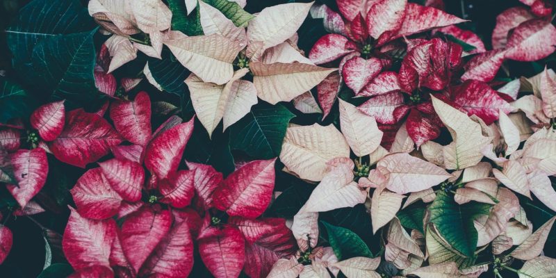 How to take care of pointsettias